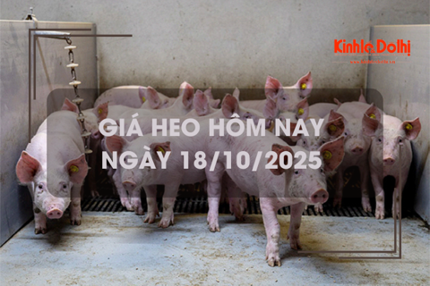 Giá heo hôm nay 18/10: tăng giảm trái chiều