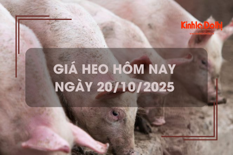 Giá heo hôm nay 20/10: miền Bắc giữ vững đỉnh 54.000 đồng