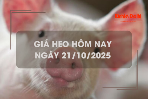 Giá heo hôm nay 21/10: tăng giảm không đồng nhất