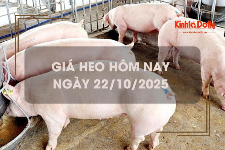 Giá heo hôm nay 22/10: tăng 1.000 đồng/kg