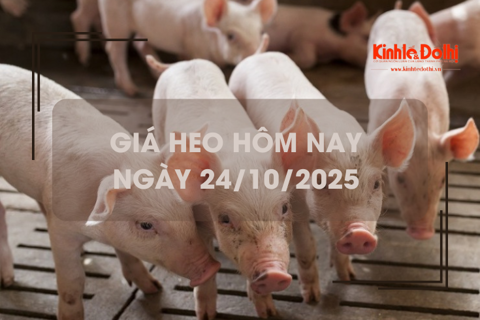 Giá heo hôm nay 24/10: Hà Nội cao nhất 55.000 đồng/kg