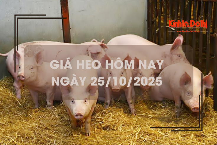 Giá heo hôm nay 25/10: đi ngang trên cả 3 miền