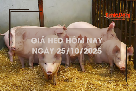 Giá heo hôm nay 25/10: đi ngang trên cả 3 miền