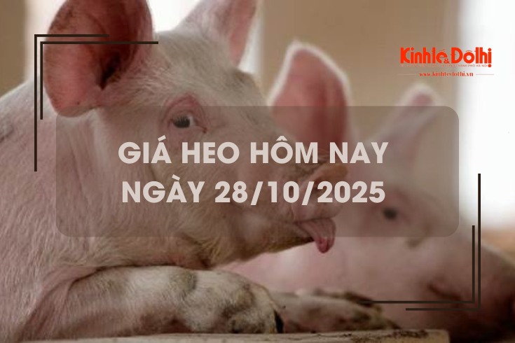 Giá heo hôm nay 28/10: tiếp tục lặng sóng trên cả 3 miền