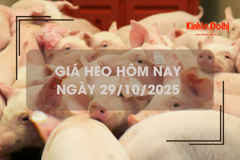 Giá heo hôm nay 29/10: giảm rải rác 1.000 đồng/kg
