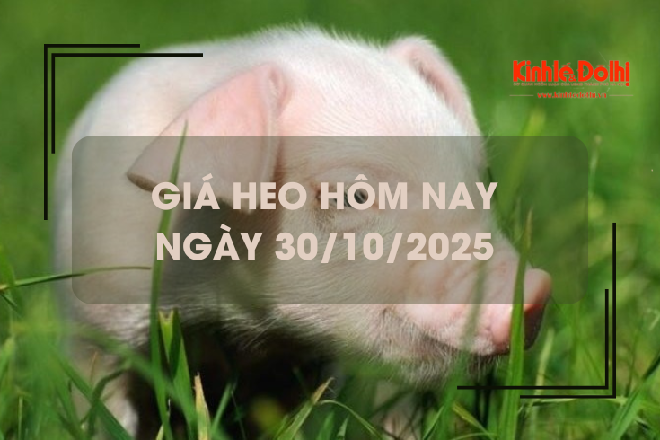 Giá heo hôm nay 30/10: miền Trung Tây Nguyên giảm nhẹ 1.000 đồng/kg
