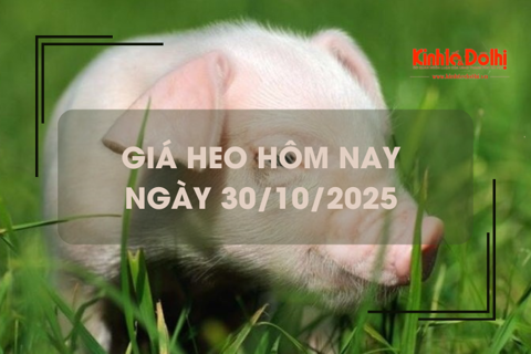 Giá heo hôm nay 30/10: miền Trung Tây Nguyên giảm nhẹ 1.000 đồng/kg