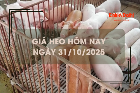 Giá heo hôm nay 31/10: miền Bắc giảm 1.000 đồng/kg