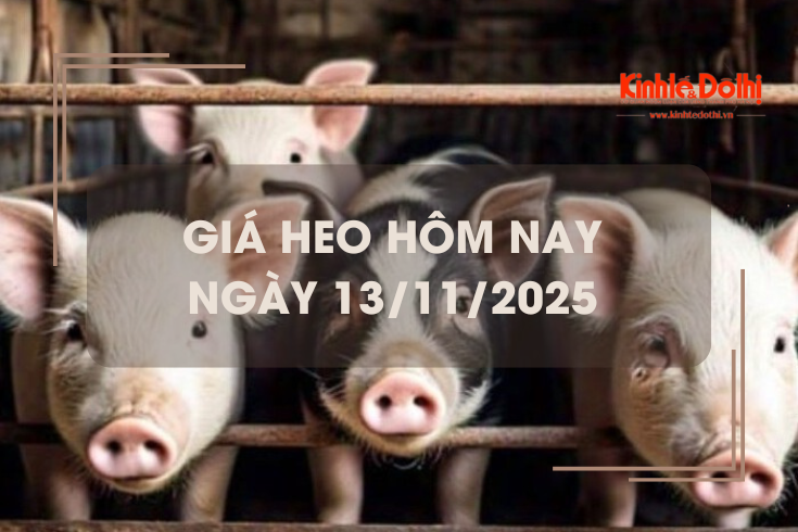 Giá heo hôm nay 13/11: giảm rải rác 1.000 đồng/kg tại miền Trung và miền Nam