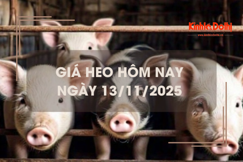 Giá heo hôm nay 13/11: giảm rải rác 1.000 đồng/kg tại miền Trung và miền Nam