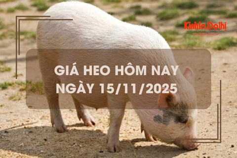 Giá heo hôm nay 15/11: Gia Lai tăng 2.000 đồng/kg