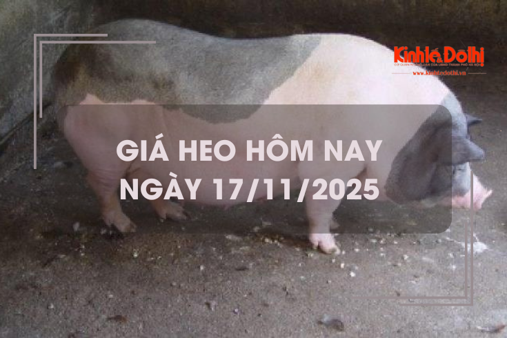 Giá heo hôm nay 17/11: đi ngang trong ngày đầu tuần