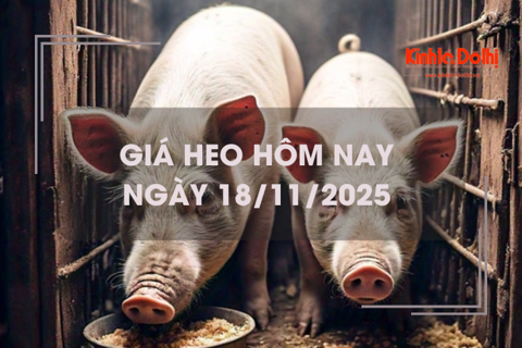 Giá heo hôm nay 18/11: biến động trái chiều