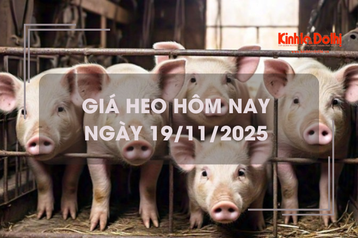 Giá heo hôm nay 19/11: tăng 1.000 - 2.000 đồng/kg trên cả 3 miền
