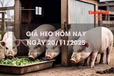 Giá heo hôm nay 20/11: tiếp tục tăng 1.000 - 2.000 đồng/kg