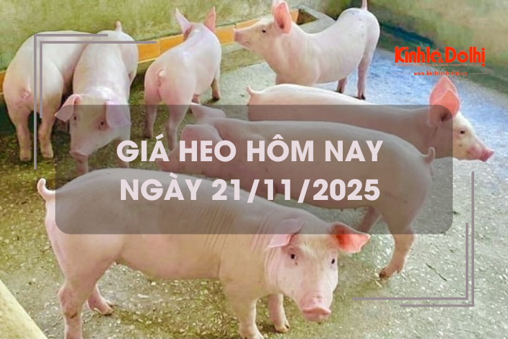 Giá heo hôm nay 21/11: cả 3 miền tăng 1.000 - 2.000 đồng/kg