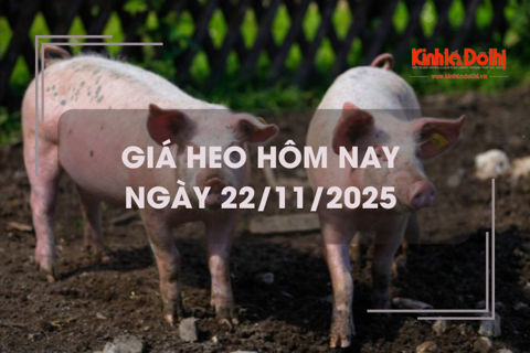 Giá heo hôm nay 22/11: tiếp đà tăng tại nhiều nơi