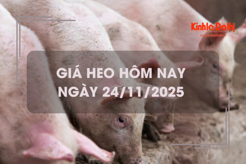 Giá heo hôm nay 24/11: giữ ổn định ngày đầu tuần