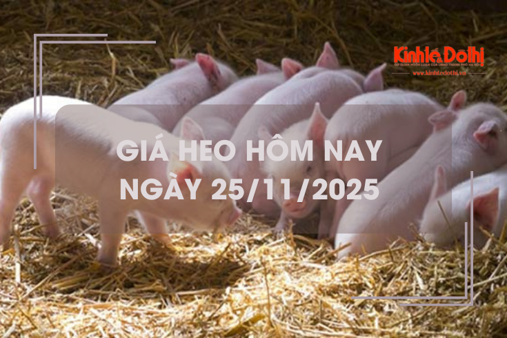 Giá heo hôm nay 25/11: tăng 1.000 - 2.000 đồng/kg trên cả 3 miền
