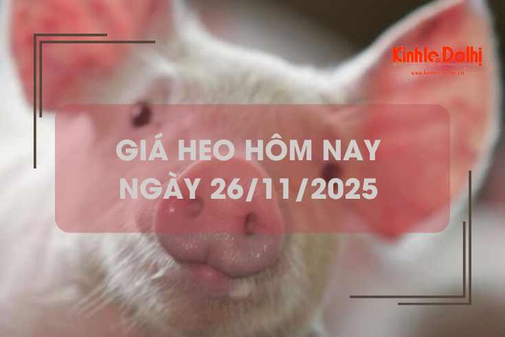 Giá heo hôm nay 26/11: biến động trái chiều
