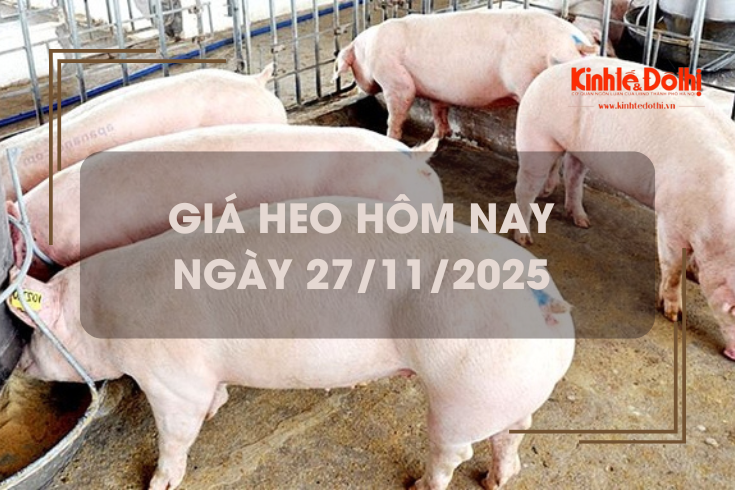 Giá heo hôm nay 27/11: tiếp đà tăng 1.000 đồng/kg tại miền Trung
