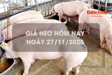 Giá heo hôm nay 27/11: tiếp đà tăng 1.000 đồng/kg tại miền Trung