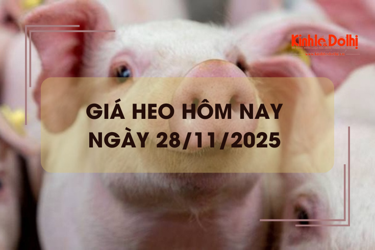 Giá heo hôm nay 28/11: miền Trung tiếp tục tăng 2.000 đồng/kg