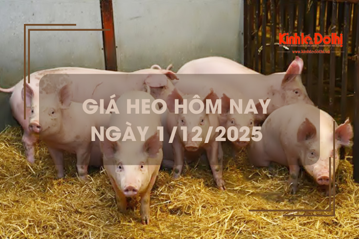 Giá heo hôm nay 1/12: tăng trên cả 3 miền