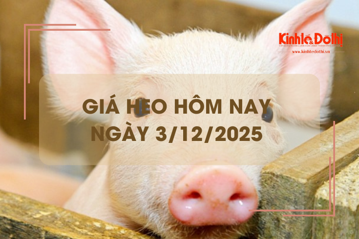 Giá heo hôm nay 3/12: tăng mạnh 4.000 đồng/kg tại miền Trung