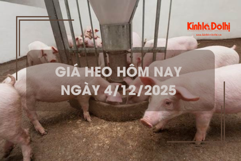 Giá heo hôm nay 4/12: tiếp đà tăng trên cả nước