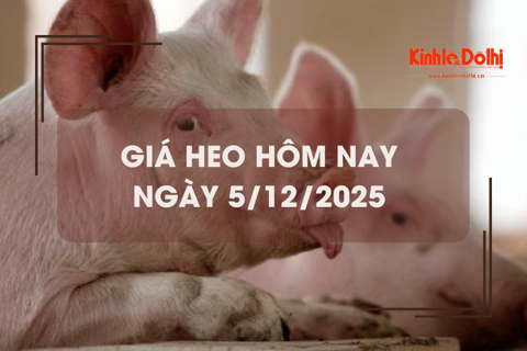 Giá heo hôm nay 5/12: tiếp tục tăng 1.000 đồng/kg tại miền Bắc và miền Nam