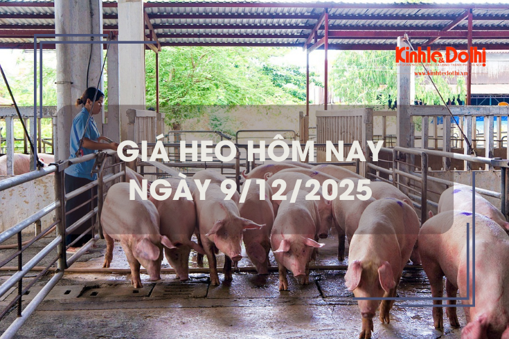 Giá heo hôm nay 9/12: đi ngang sau nhiều ngày biến động