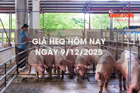 Giá heo hôm nay 9/12: đi ngang sau nhiều ngày biến động