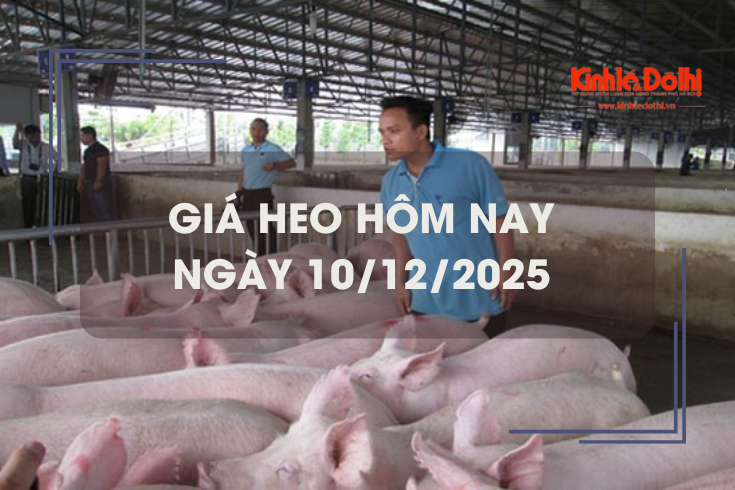 Giá heo hôm nay 10/12: tăng giảm trái chiều