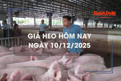 Giá heo hôm nay 10/12: tăng giảm trái chiều