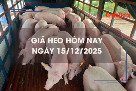 Giá heo hôm nay 15/12: đi ngang ngày đầu tuần