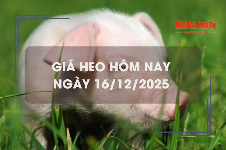 Giá heo hôm nay 16/12: miền Trung tăng cao 4.000 đồng/kg