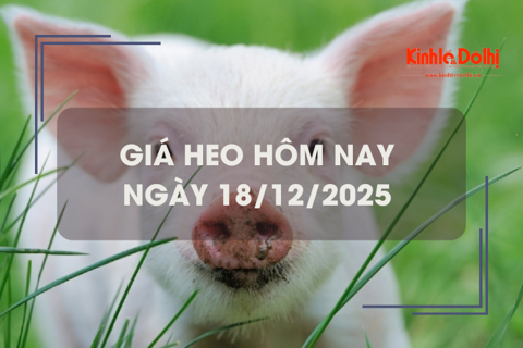 Giá heo hôm nay 18/12: miền Bắc tăng 1.000 - 2.000 đồng/kg