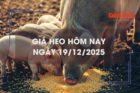 Giá heo hôm nay 19/12: tiếp đà tăng tại miền Bắc và miền Trung