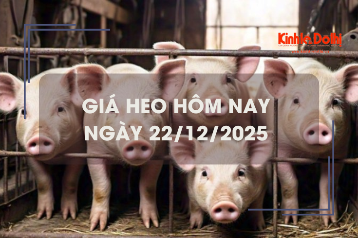 Giá heo hôm nay 22/12: đi ngang ngày đầu tuần