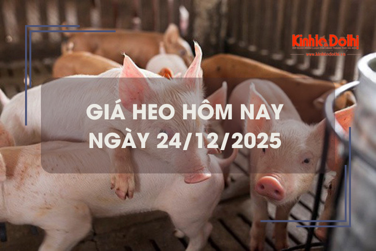 Giá heo hôm nay 24/12: tăng 1.000 - 2.000 đồng/kg