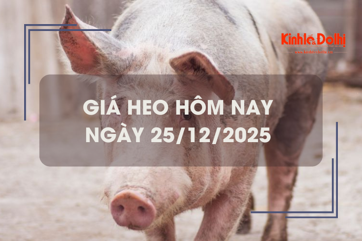 Giá heo hôm nay 25/12: miền Trung và miền Nam tăng 1.000 đồng/kg