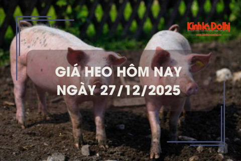 Giá heo hôm nay 27/12: biện động trái chiều