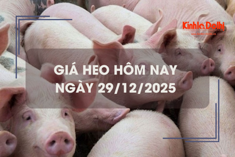 Giá heo hôm nay 29/12: giảm rải rác 1.000 đồng/kg