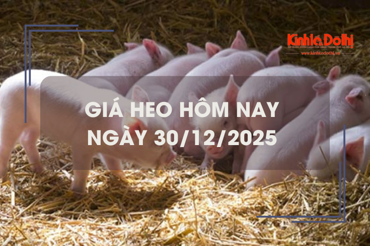 Giá heo hôm nay 30/12: tăng giảm trái chiều
