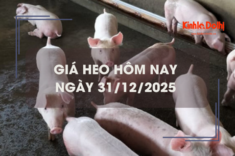 Giá heo hôm nay 31/12: miền Nam tăng 2.000 đồng/kg
