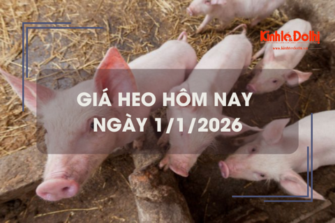 Giá heo hôm nay 1/1: giảm nhẹ 1.000 đồng/kg
