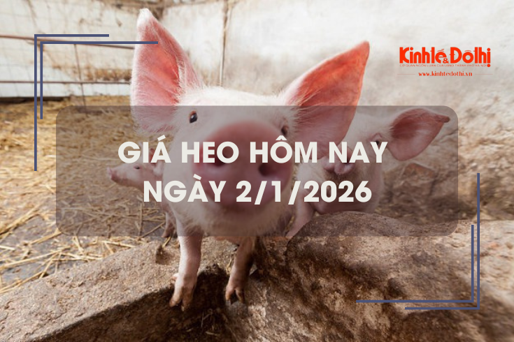 Giá heo hôm nay 2/1: Hà Nội thu mua tại mức 69.000 đồng/kg