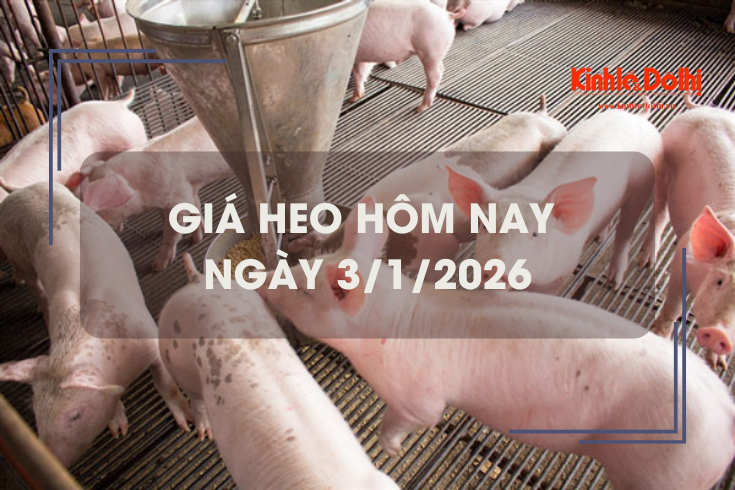 Giá heo hôm nay 3/1: tiếp tục đi ngang
