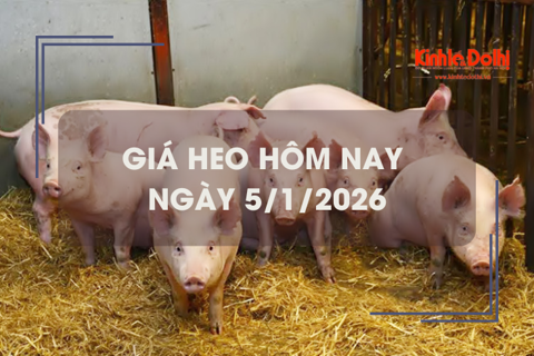 Giá heo hôm nay 5/1: giảm nhẹ trên cả 3 miền
